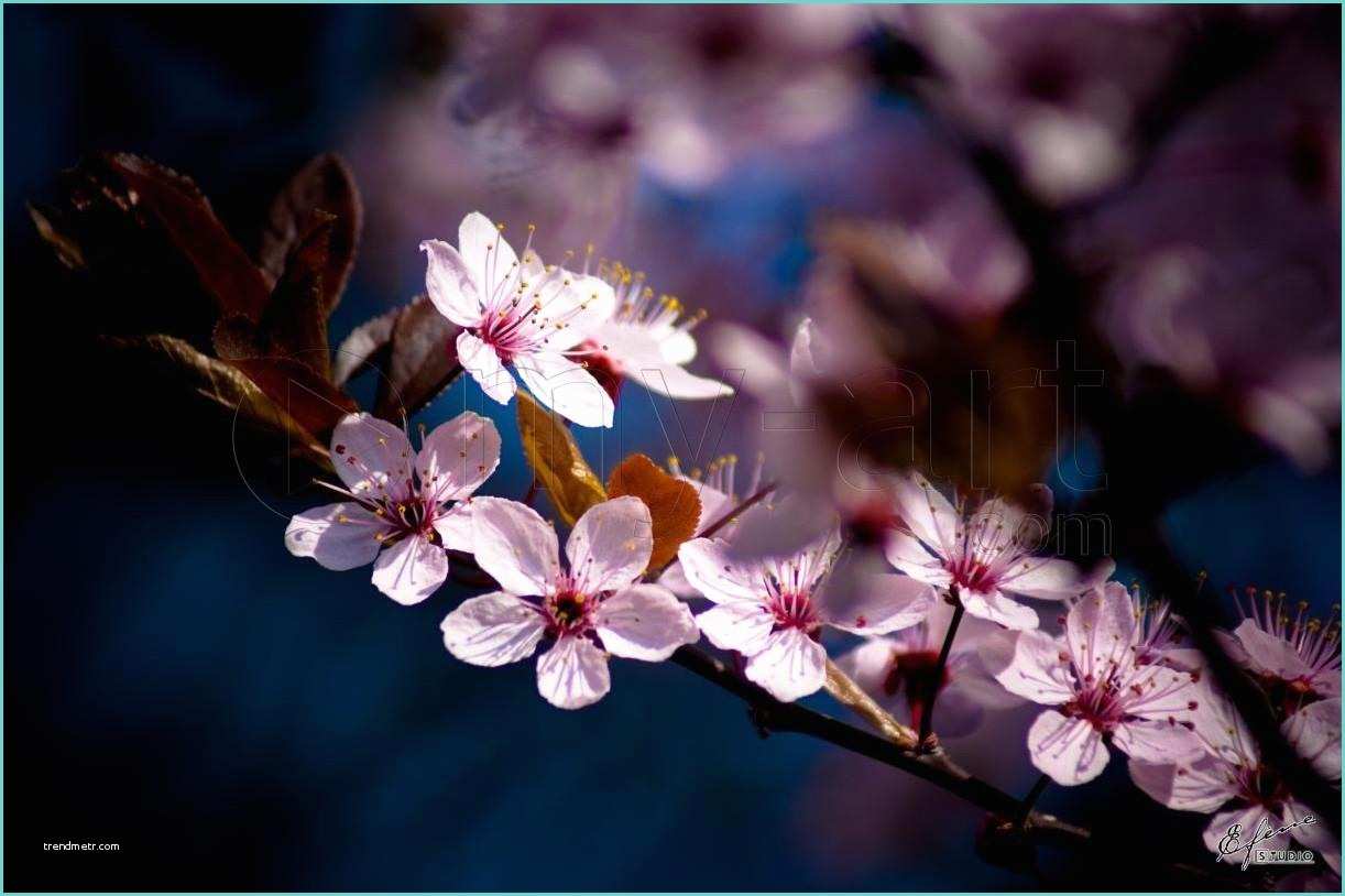Dessin Fleur De Cerisier Japonais Dessin Fleurs De Cerisier Japonais Galerie Tatouage