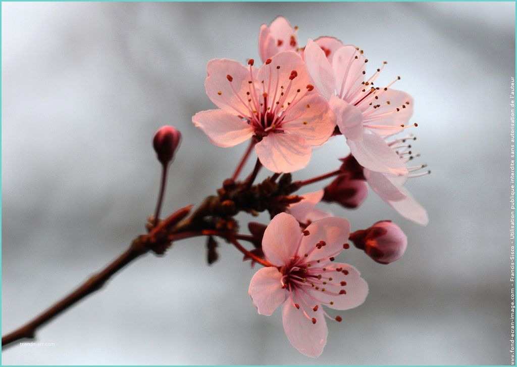 Dessin Fleur De Cerisier Japonais Fleur Cerisier Du Japon Fleurs Cerisiers Du Japon Img 0178