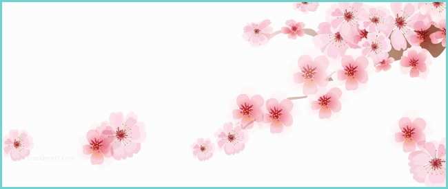 Dessin Fleur De Cerisier Japonais Fleur De Cerisier Japonais De Dessin Décoratif Japonais