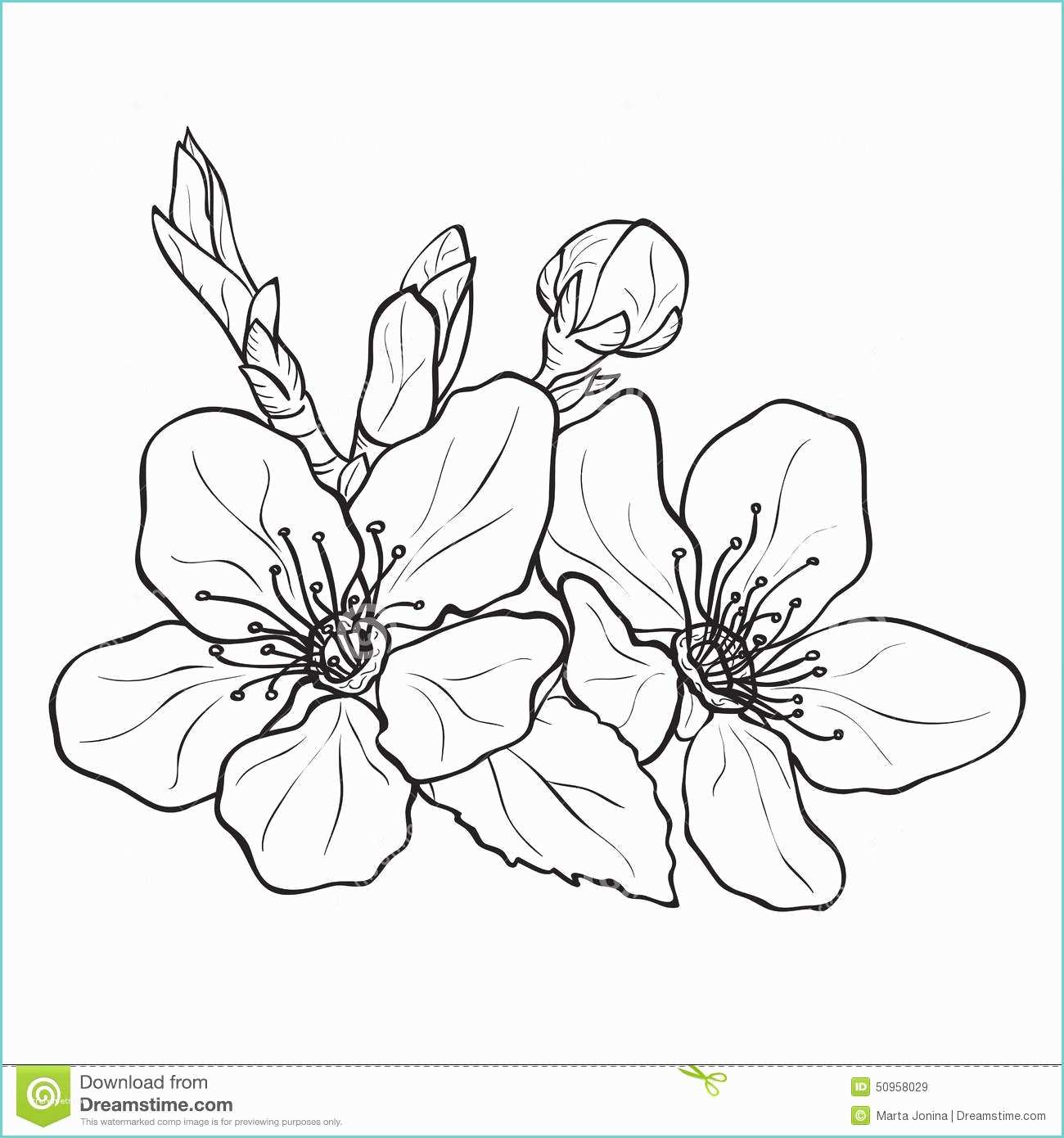 Dessin Fleur De Cerisier Japonais Fleur Dessin De Fleurs De Cerisier Illustration Stock