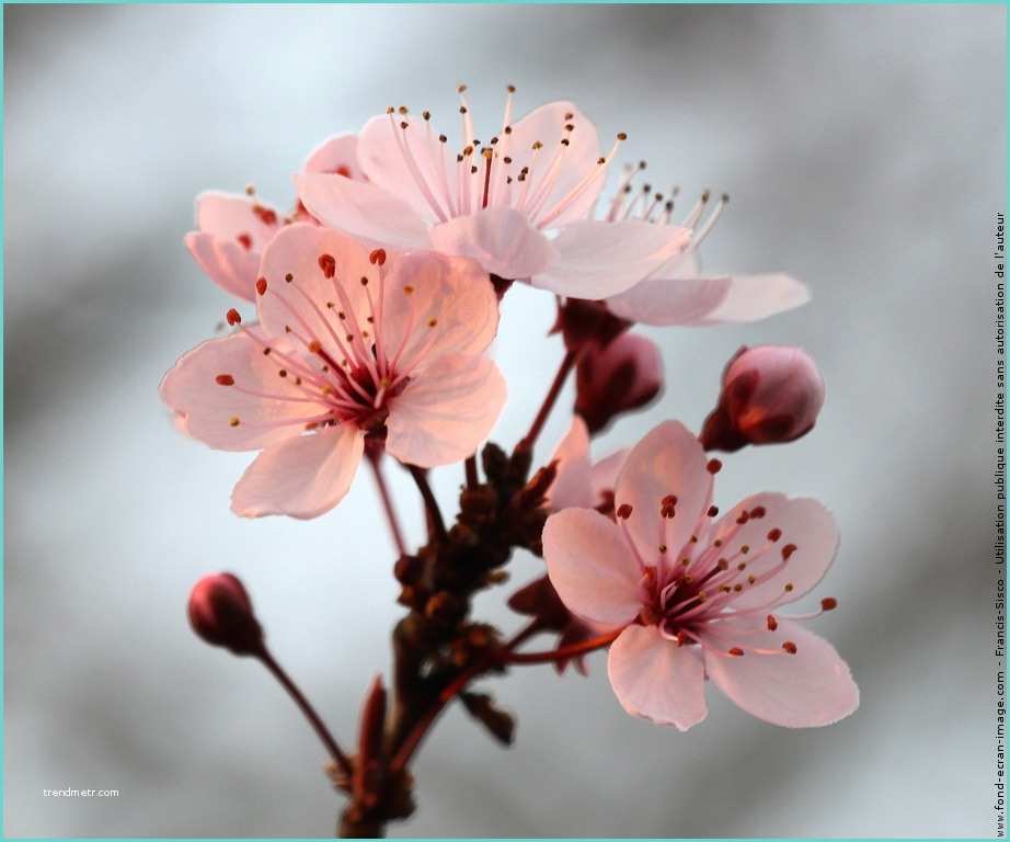 Dessin Fleur De Cerisier Japonais Fleurs Cerisiers Du Japon Img 0181 Rouge Fleur Cerisier
