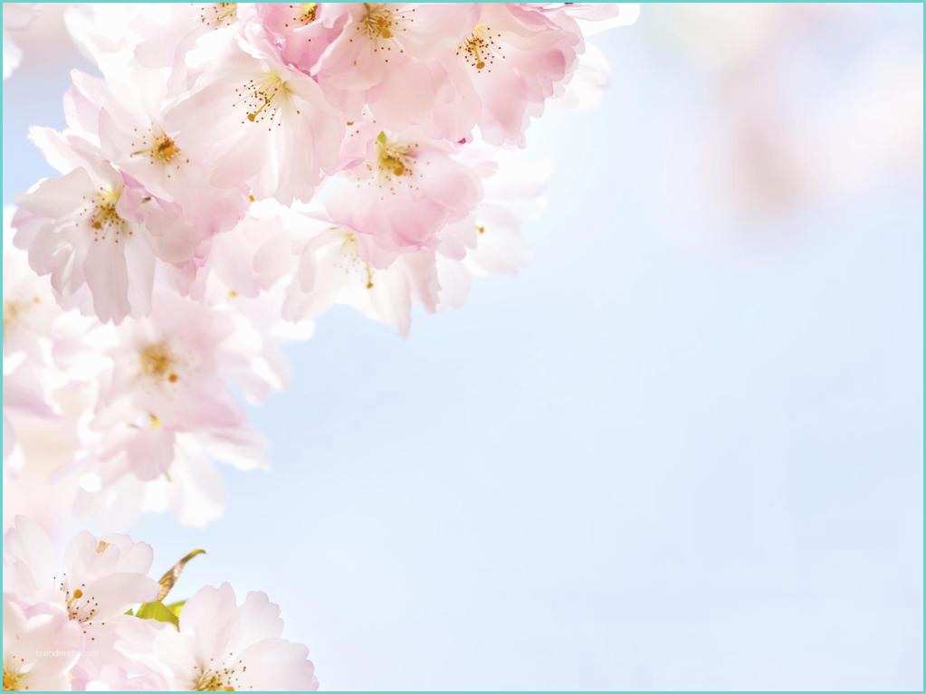 Dessin Fleur De Cerisier Japonais Fleurs De Cerisier Symbole Et Tradition Ooreka