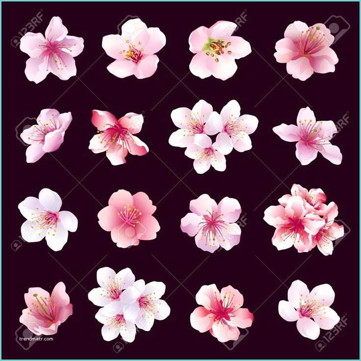 Dessin Fleur De Cerisier Japonais Les 25 Meilleures Idées De La Catégorie Fleurs De Cerisier