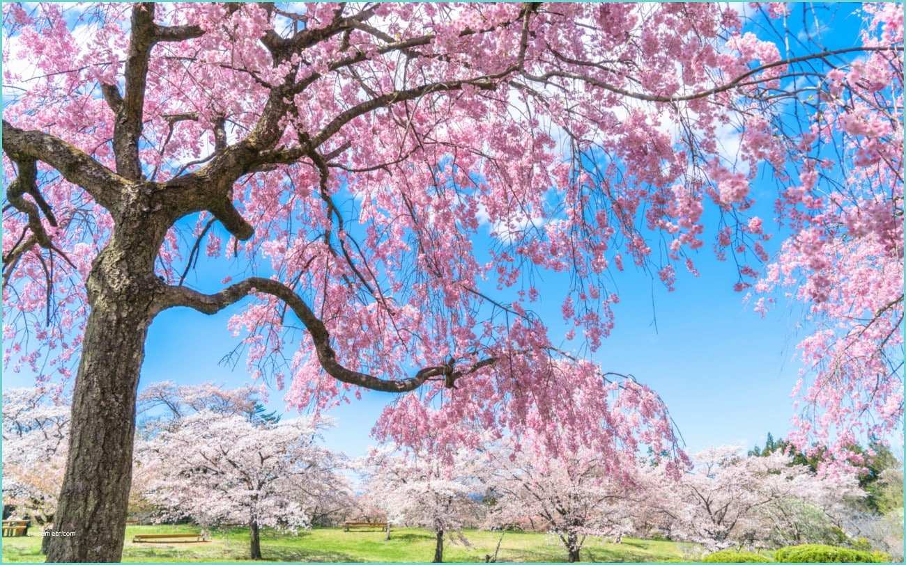 Dessin Fleur De Cerisier Japonais Sakura Et Hanami La Fleur De Cerisier Japonais Fugujapon