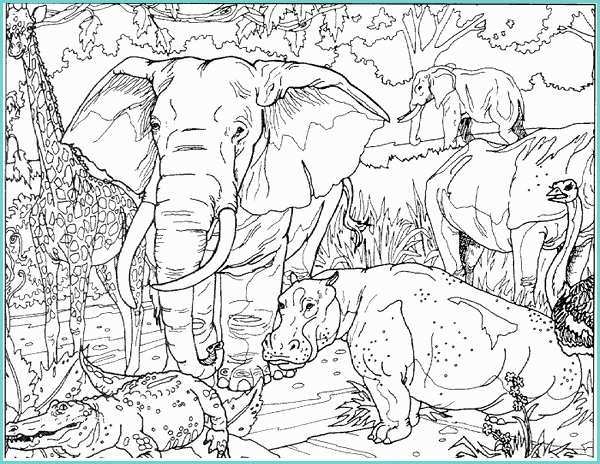 Disegni Di Animali Da Colorare Per Bambini Elefante Da Colorare