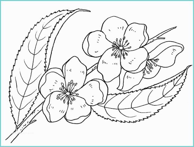 Disegni Kawaii Fiori 60 Dibujos De Flores Para Colorear