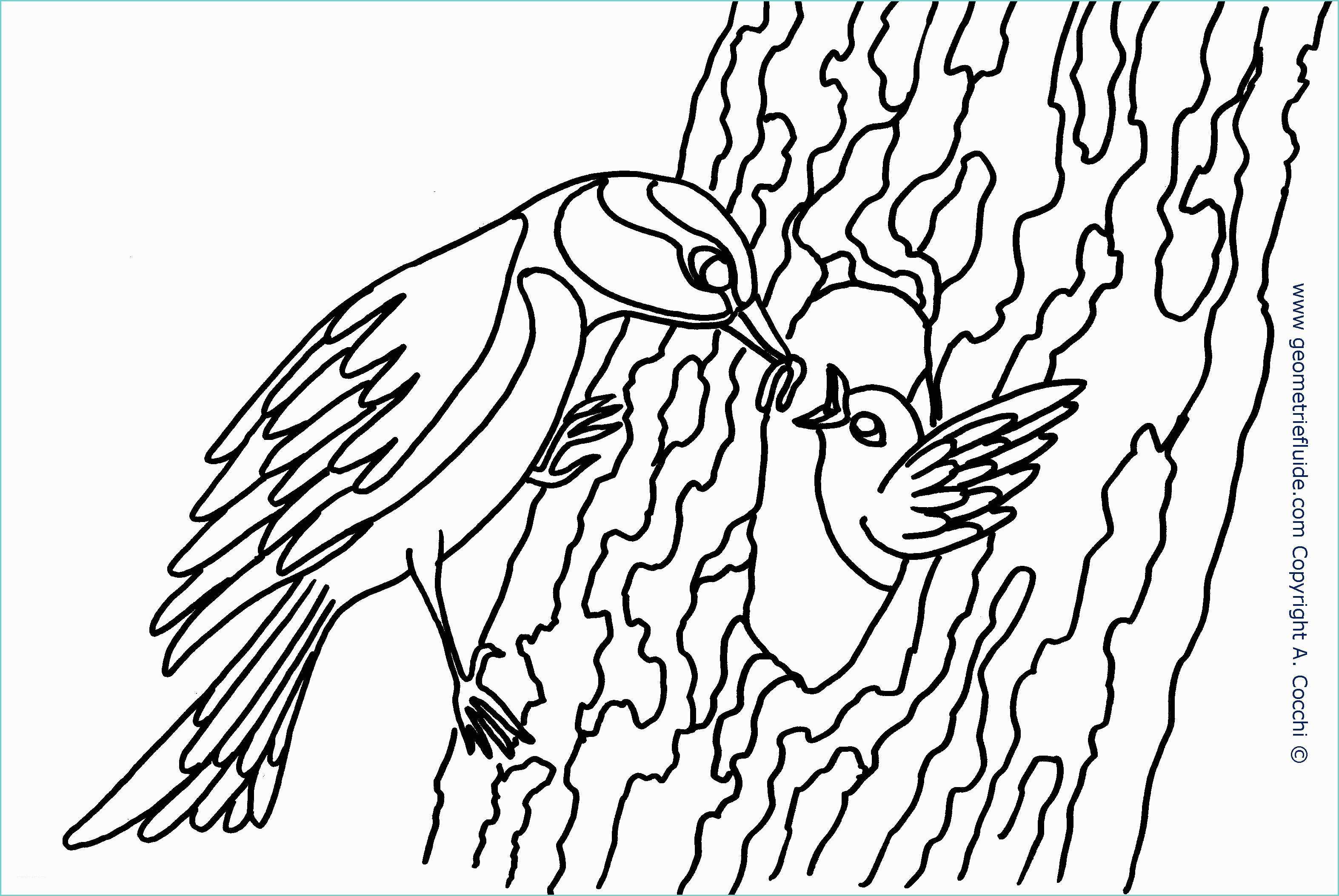 Disegno Di Pappagallo Da Colorare Uccelli Clip Art