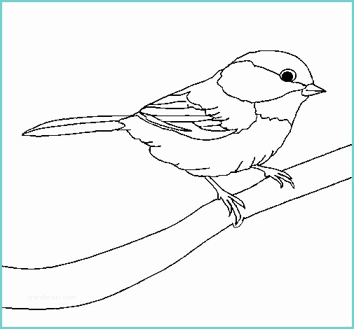 Disegno Di Un Uccellino Coloriage De Petit Oiseau Pour Colorier Coloritou