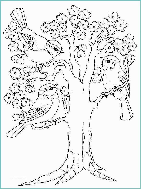 Disegno Di Un Uccellino Disegni Primavera Da Stampare E Colorare Foto 2 38