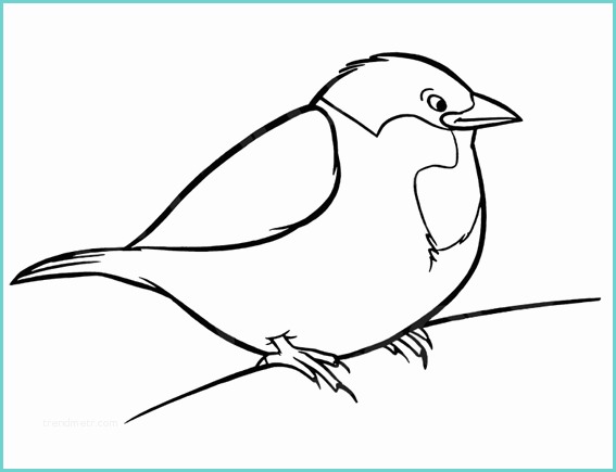 Disegno Di Un Uccellino Scaricare Stampare E Colorare Gli Uccelli