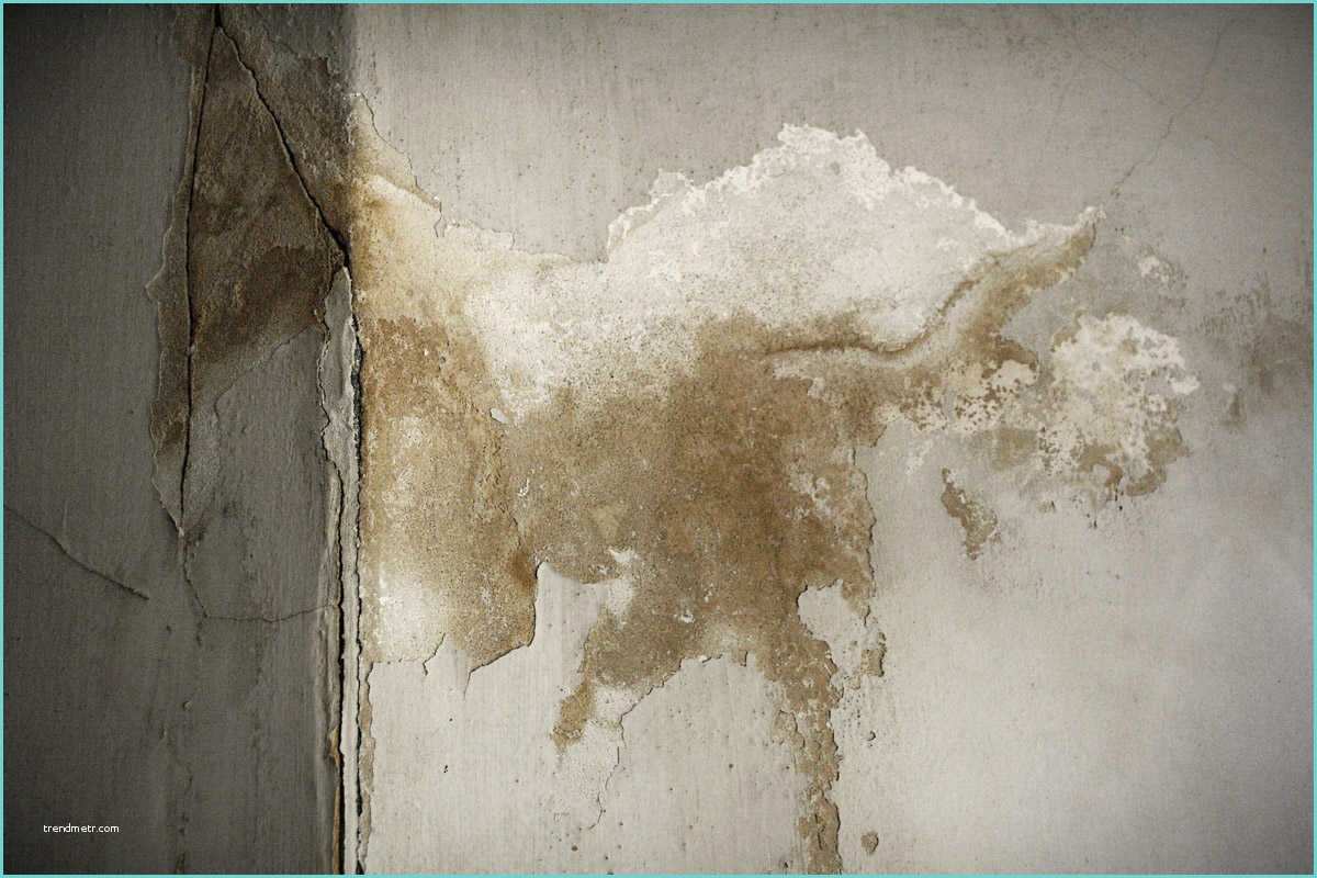 Enlever Moisissure Sur Les Murs Contrer La Condensation Et Les Moisissures à L’intérieur