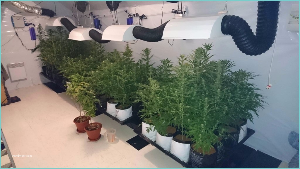 Extracteur Chambre De Culture 66 Plants De Cannabis Découverts Par Les Gendarmes – Actu