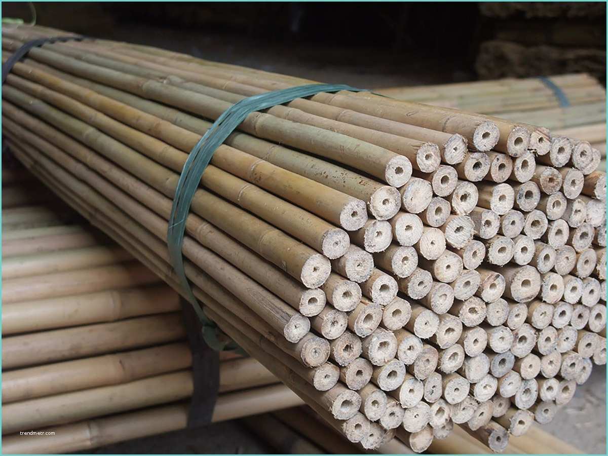Filtri Per Le Canne Rosa Pietro E Figli Bambu Curiosità E Prodotti In Bamboo