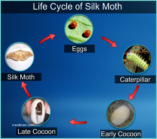 Flux Meaning In Tamil Explain the Life Cycle Of Silk Moth Fibre to Fabric