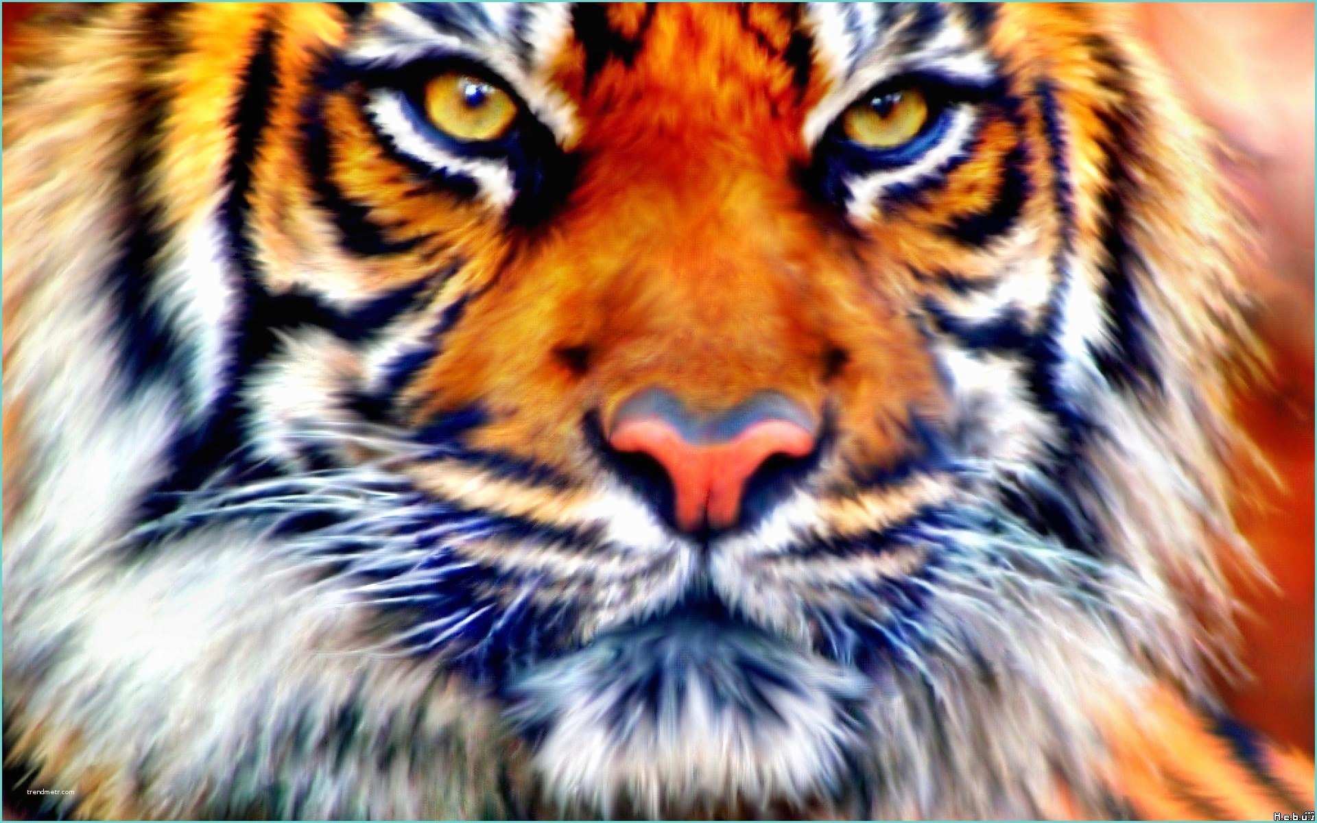 Fond Dcran Animaux 3d Fond D écran Tigre