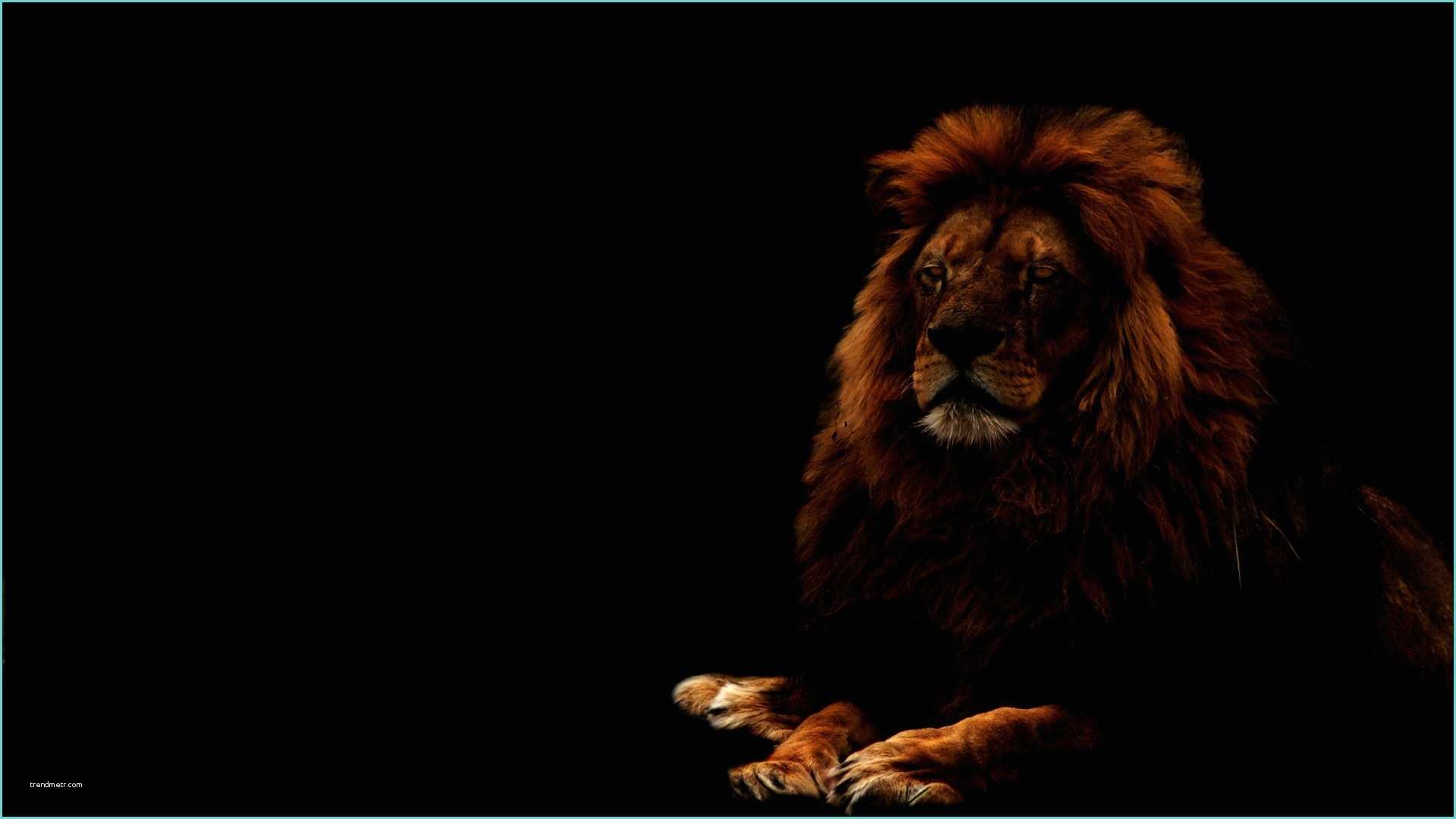 Fond Dcran Animaux 3d Lion Fond Ecran Rj03