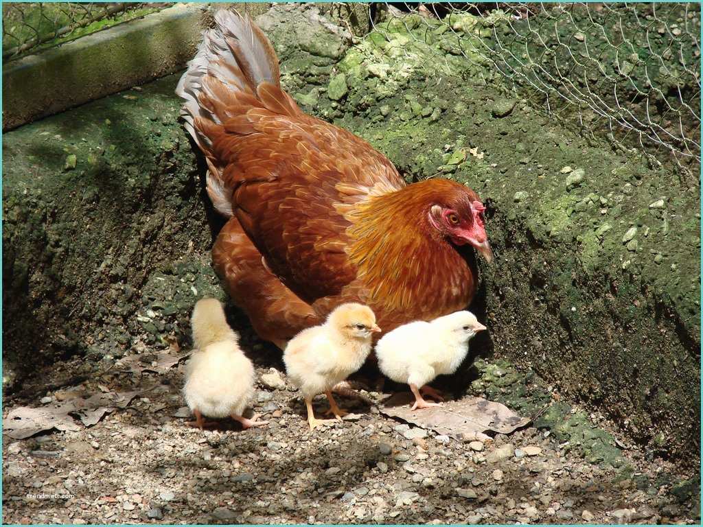 Ideas Para Granjas De Gallinas Gallina Con Sus Pollitos [hen and Her Chicks] Gallus Gall