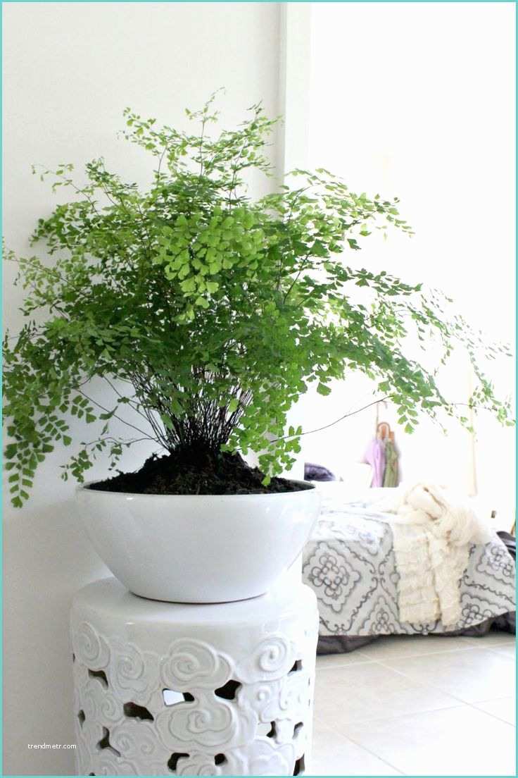 Idee Deco Plante Salon 10 Idées Pour Mettre Des Plantes Dans son Intérieur