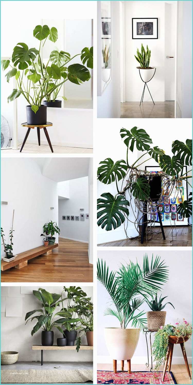 Idee Deco Plante Salon Décorer Avec Une Plante Verte C Est Possible Que Vous