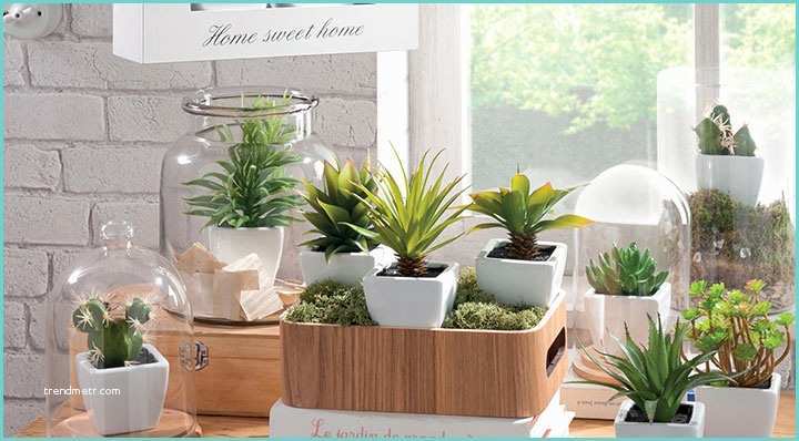 Idee Deco Plante Salon Les Bonnes Idées Pour Utiliser Les Plantes Dans La Décoration
