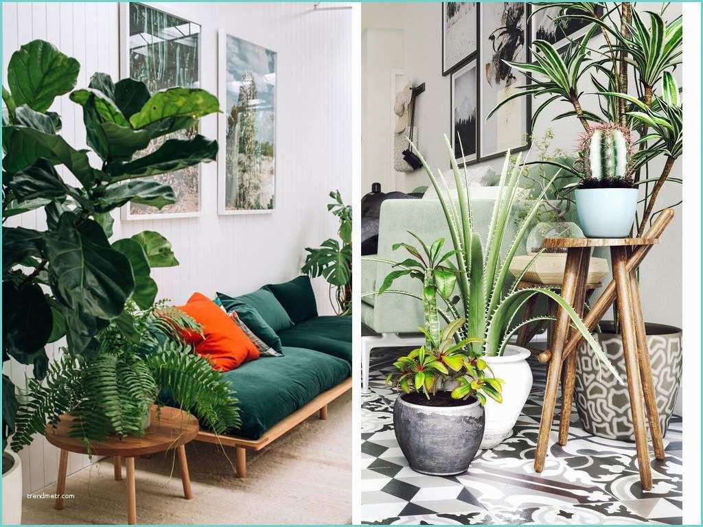 Idee Deco Plante Salon Zoom Sur Les Plantes D Intérieur Faciles D Entretien Et