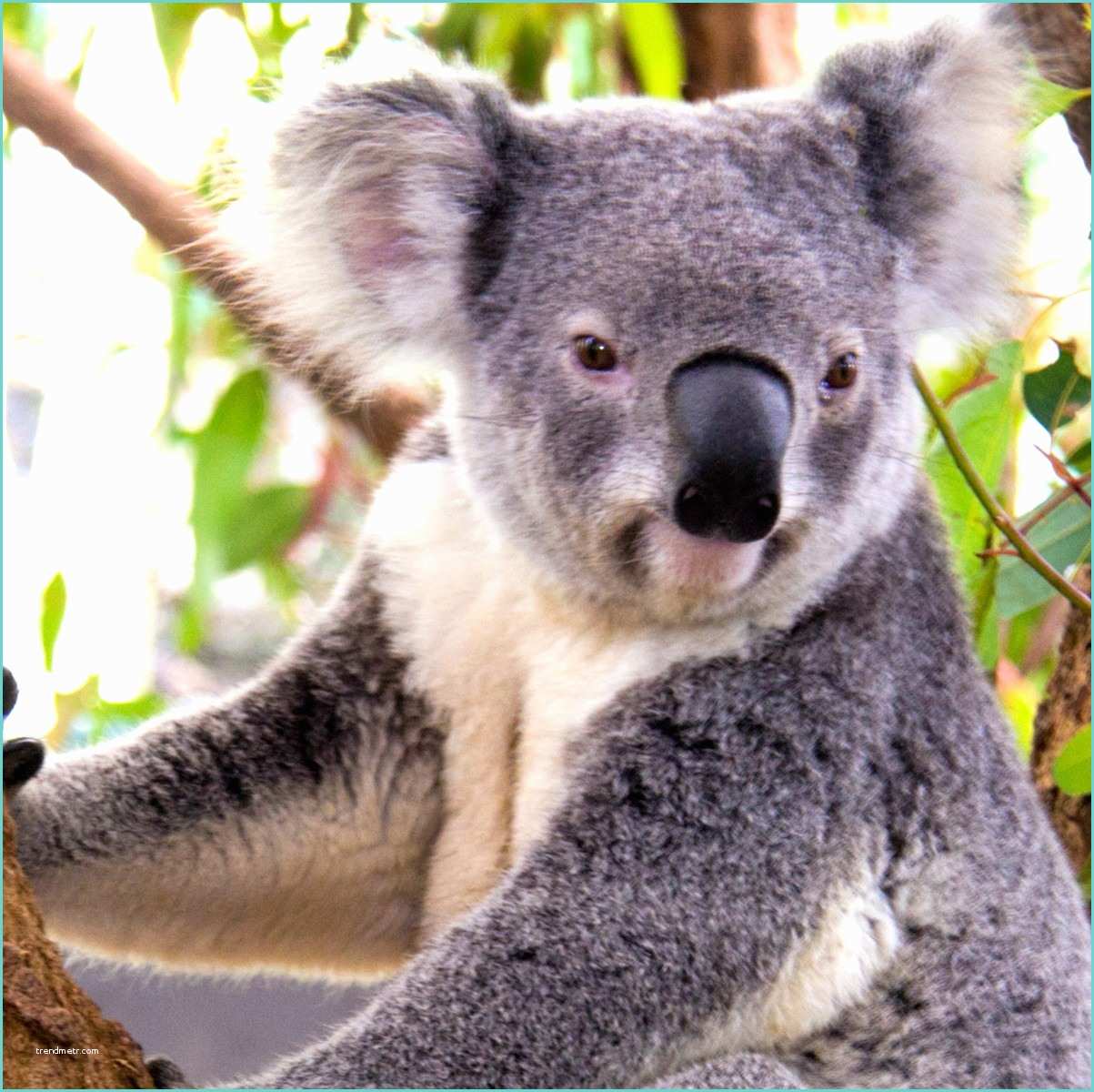 Image De Couleur Dessins En Couleurs à Imprimer Koala Numéro