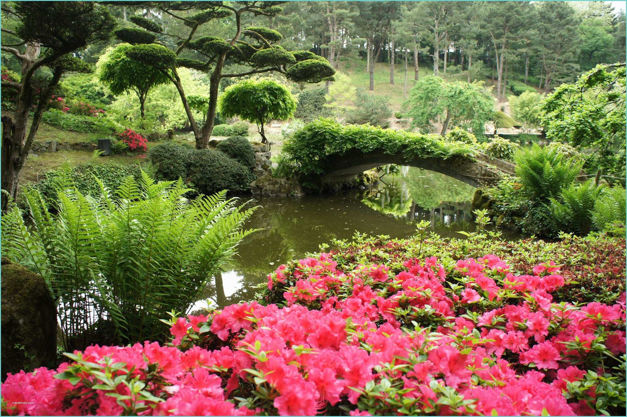 Image De Jardin Jardin Japonais De Maulévrier
