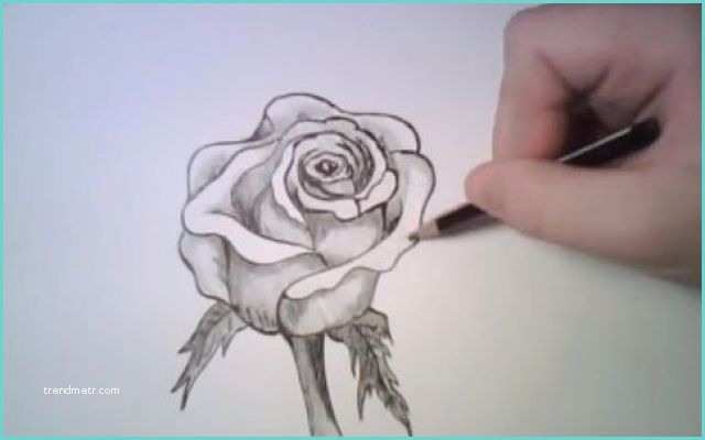 Immagini Di Rose Da Disegnare E Disegnare Una Rosa Con Una Semplice Matita Disegnare
