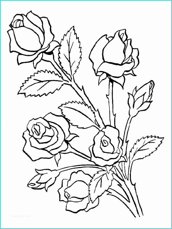 Immagini Di Rose Da Disegnare Laminas Para Colorear Coloring Pages Rosas Para Dibujar