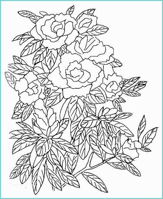 Immagini Di Rose Da Disegnare Tante Rose Da Colorare Per I Bambini Disegni Da Colorare