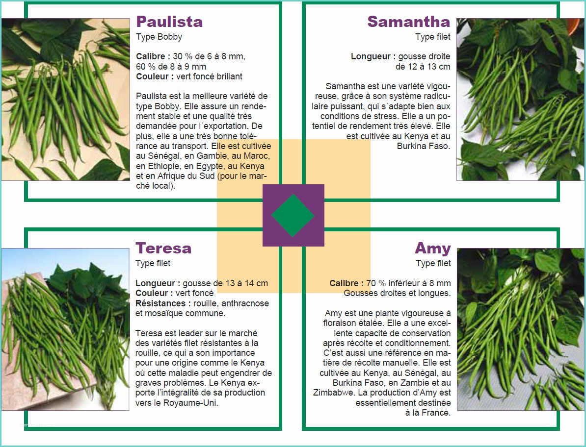 Les Diffrents Types De Vert Les Variétés De Haricot Vert