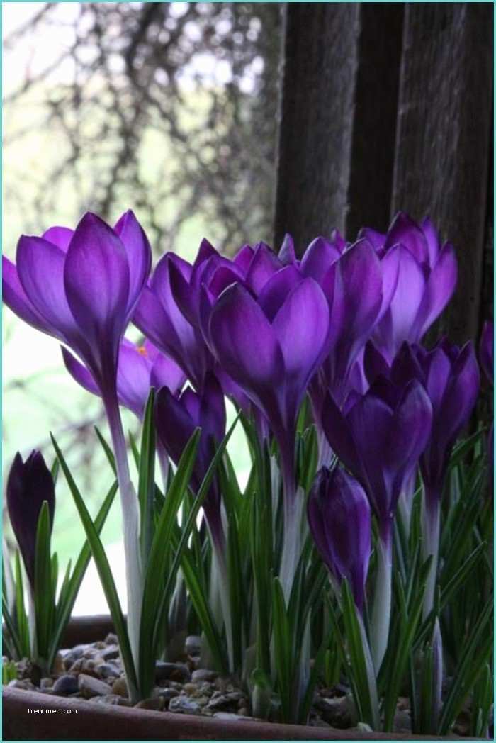 Les Plus Belle Salon Les Plus Belles Fleurs Violettes En Beaucoup D Images