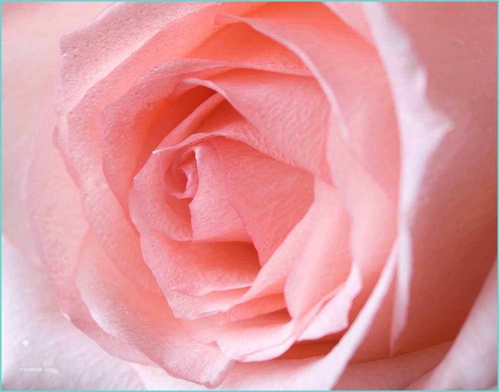 Les Types De Couleur Rose Les Types De Couleur Rose – Idées D Amélioration De L