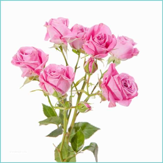 Les Types De Couleur Rose Rose Branchue Rose Roses Ramifiées Pas Chères France