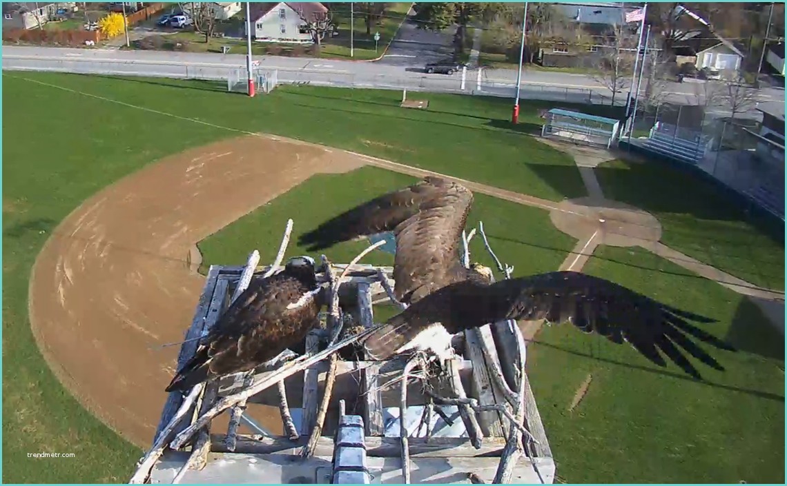Live Cam 44 Ospreys Return to Nest Under Sandpoint Web Cam