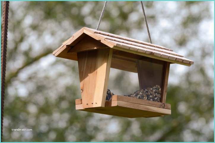 Mangiatoia Per Uccelli Fai Da Te Legno Creare Una Casa Per Uccelli Fai Da Te
