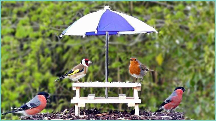 Mangiatoia Per Uccelli Fai Da Te Legno La Mangiatoia Ecco E Fare Una Simpatica Casetta Per