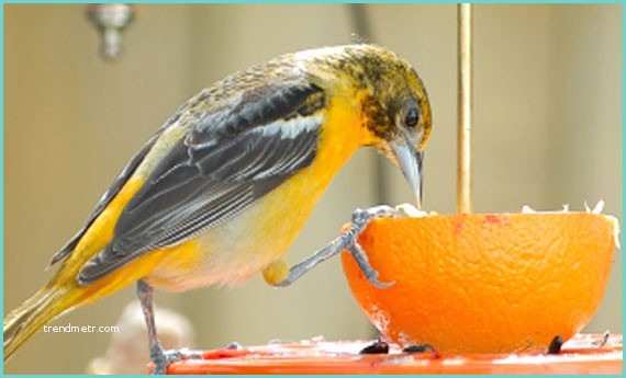 Mangiatoia Per Uccelli Fai Da Te Legno Mangiatoia Per Gli Uccellini Fai Da Te Leitv