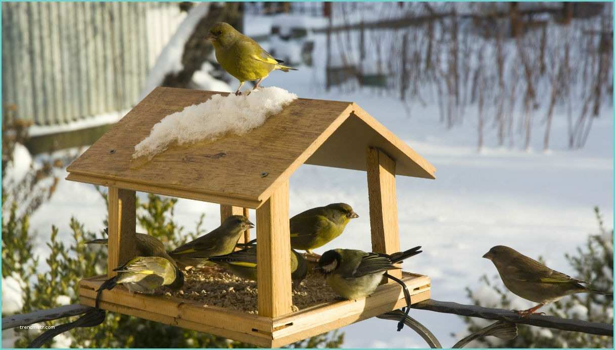 Mangiatoia Per Uccelli Fai Da Te Legno Mangiatoie Per Uccellini 5 Irresistibili Idee Fai Da Te