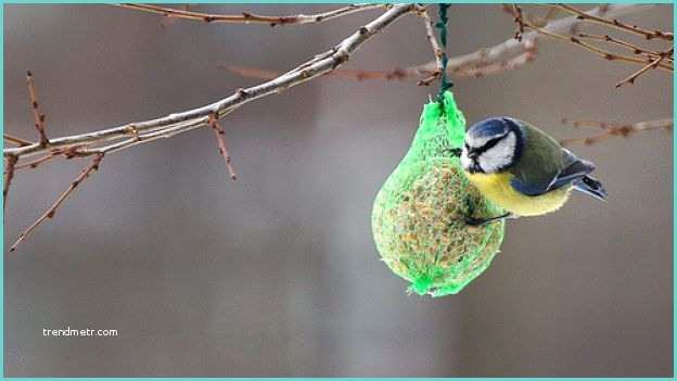 Mangiatoia Per Uccelli Fai Da Te Legno Piccoli Lavoretti Per L Inverno La Mangiatoia Per Uccelli