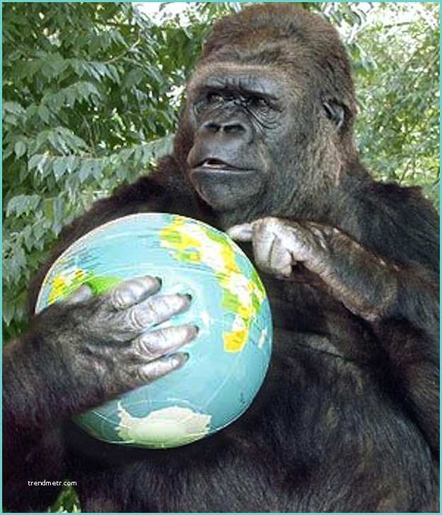 Messaggio Per Unamica Importante Koko Un Gorilla Che Rivela Un Messaggio Importante All