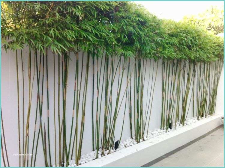 Miroir Exterieur Terrasse Bambou En Pot – Brise Vue Naturel Et Déco Sur La Terrasse