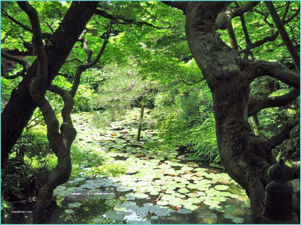 Nature Image Fond Ecran Japon Geo