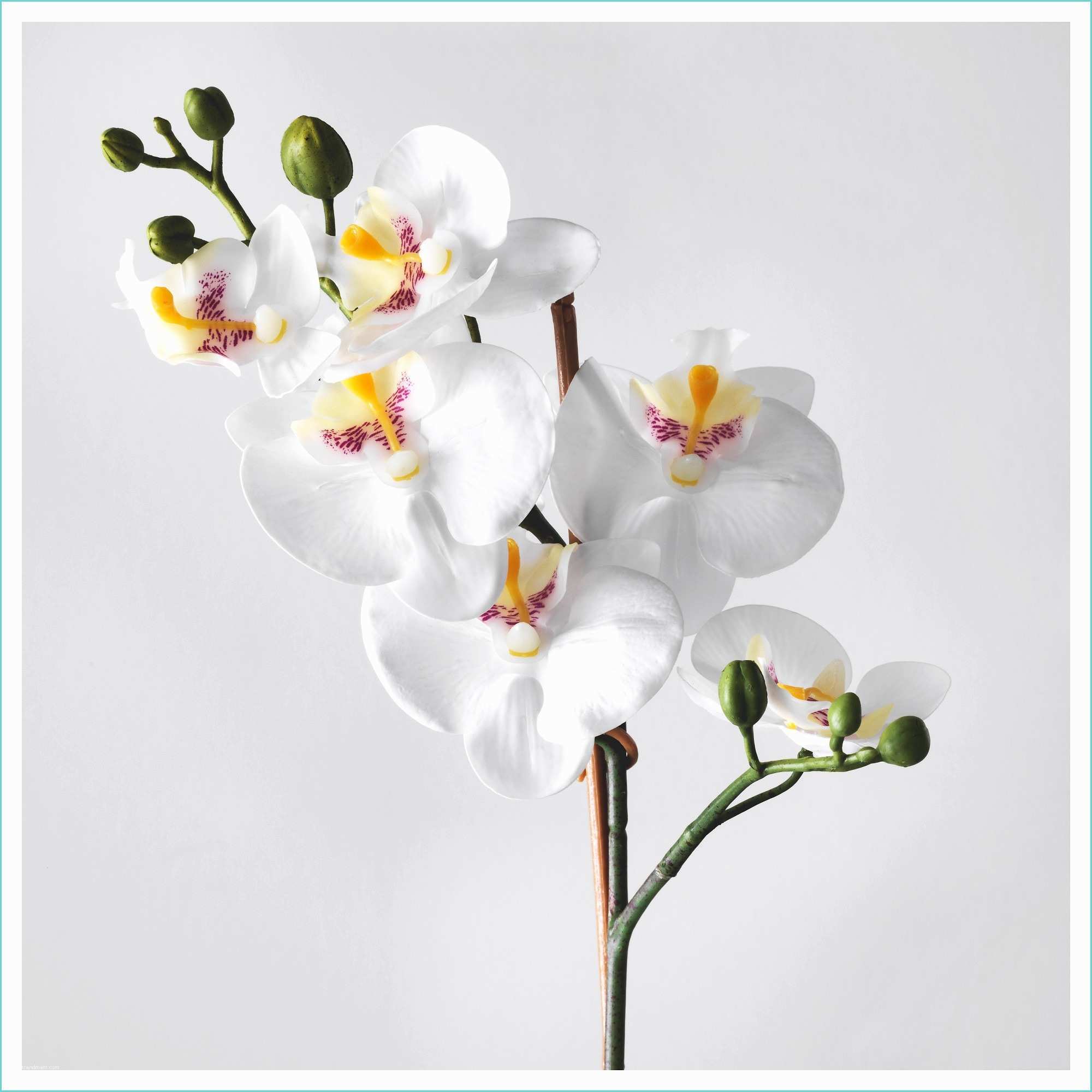 Orchide Artificielle Ikea Fejka Plante Artificielle En Pot orchidée Blanc 9 Cm Ikea