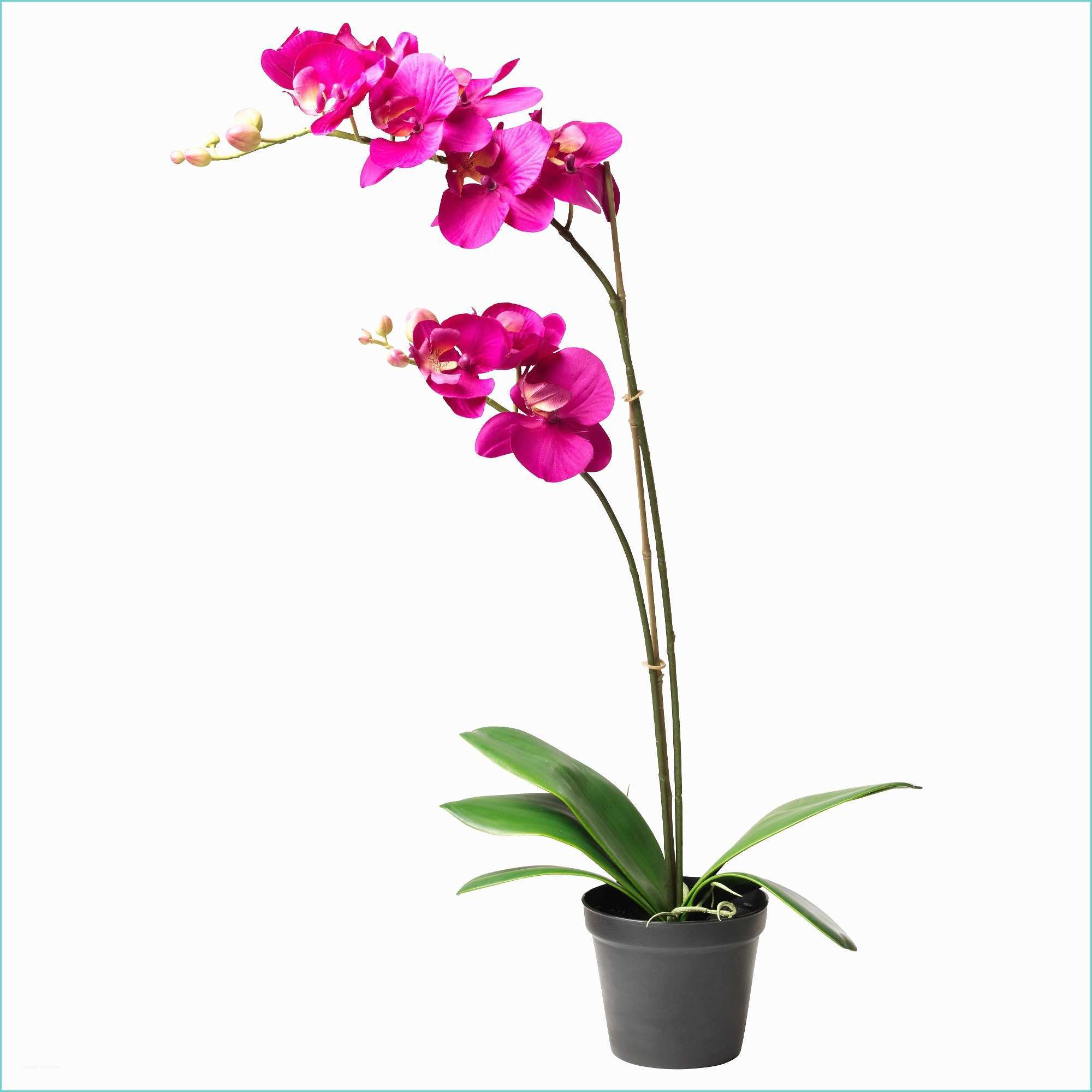 Orchide Artificielle Ikea Fejka Plante Artificielle En Pot orchidée Prune 12 Cm Ikea