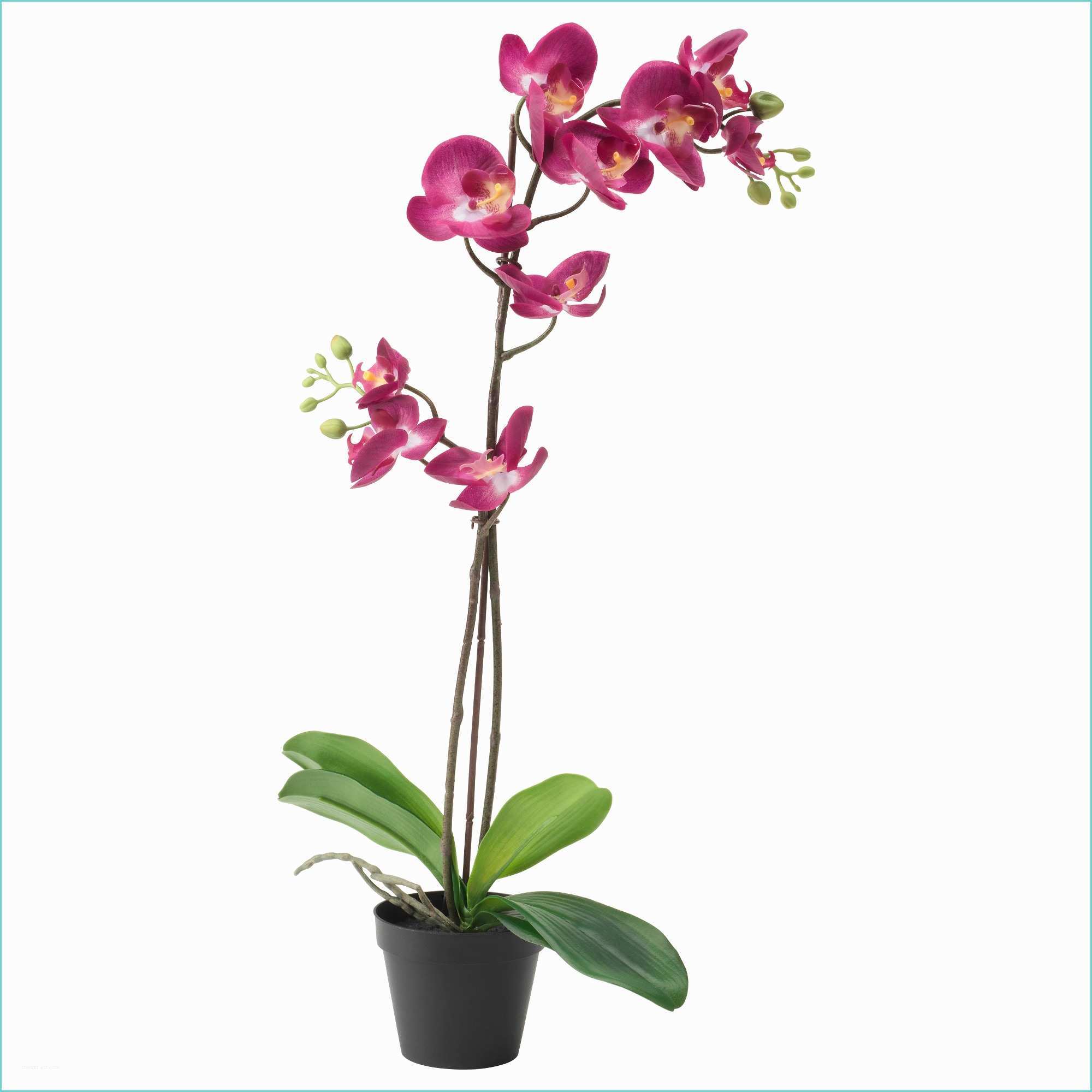 Orchide Artificielle Ikea Fejka Plante Artificielle En Pot orchidée Prune 12 Cm Ikea