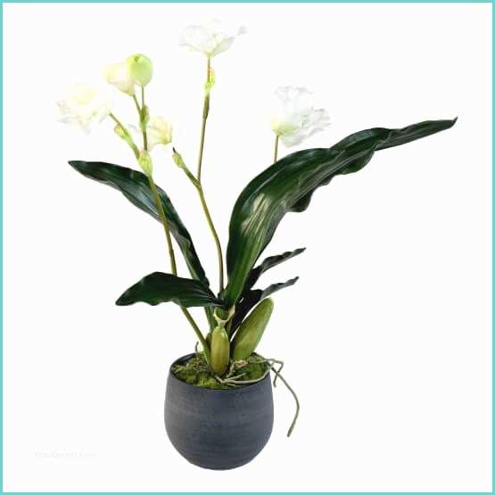 Orchide Artificielle Ikea orchidée Artificielle Lycaste En Pot Déco 67 00