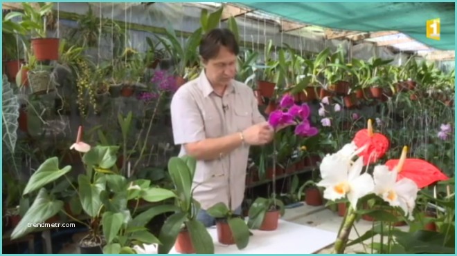 Orchide Comment S En Occuper Entretenir Un orchide Slectionnez Des Plantes Feuillage