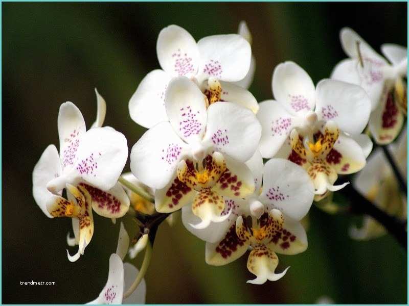 Orchide Comment S En Occuper Ment Bien S Occuper D Une orchide Finest orchide