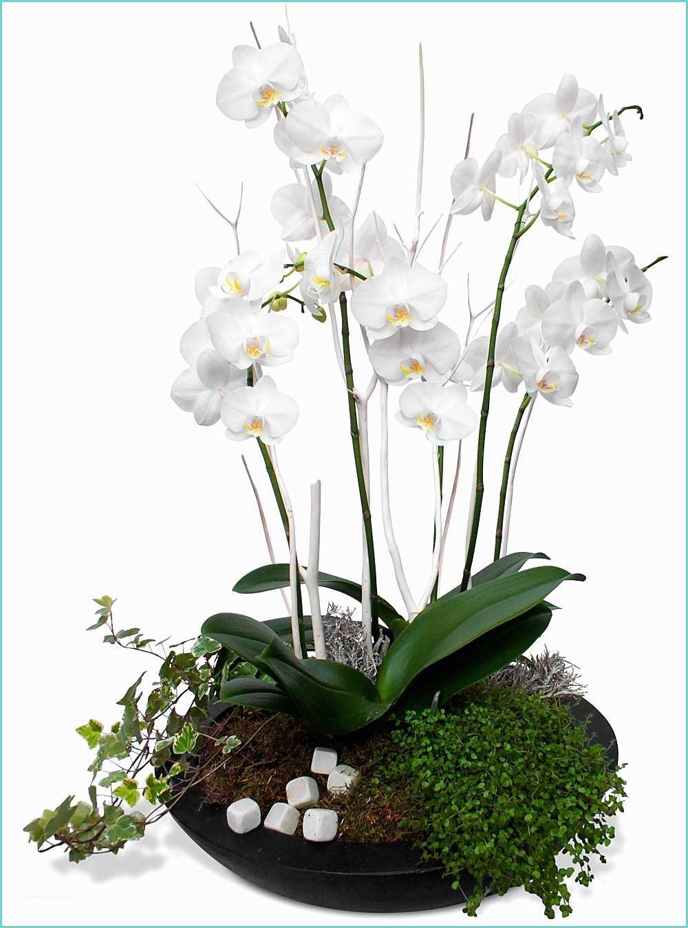 Orchide Comment S En Occuper Ment Entretenir Une orchidée oréane